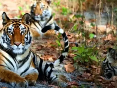 Bardia National Park Safari