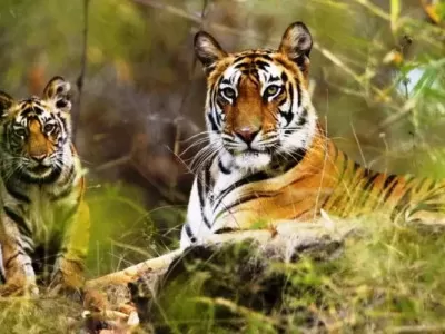 Koshi Tappu Wildlife Reserve